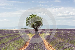 Lavender row leading to an almond tree