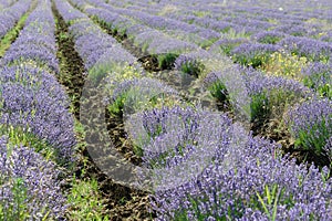 Lavender Rows