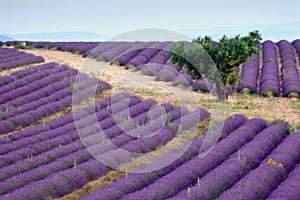 Lavender rows