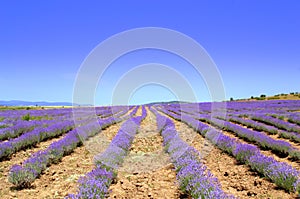 Lavender rows