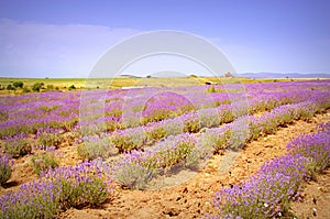 Lavender rows