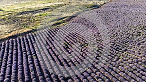Blooming Lavender Field Aereal Drone View photo