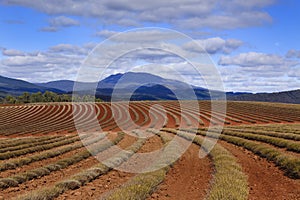 Lavender Rows Distant Mountain