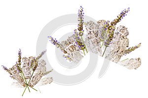 Lavender Sage Bouquet Isolated