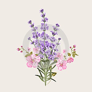 Lavender and sakura flowers. photo