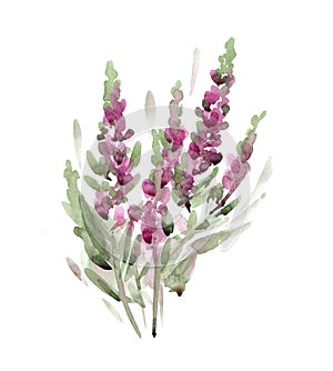 Lavender or salvia or lupine quick watercolor sketch