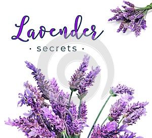 Lavender secrets herbalist cover idea book picture