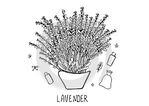 Lavender set composition in doodle style.