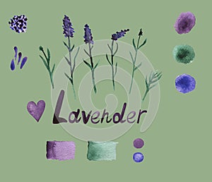 Lavender set with flowers, buds, branches, seeds, heart, palette and lettering. Botanical picture, watercolor isolated on olive