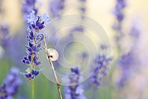 Lavender with shell
