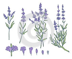 Lavender sketch vector set