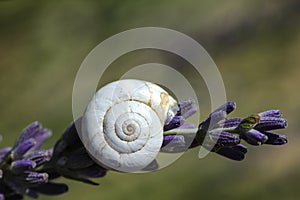 Lavender and snail