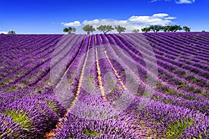 LAVENDER IN SOUTH OF FRANCE