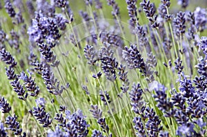 Lavender spike with opened and unopened flowers in purple and green photo