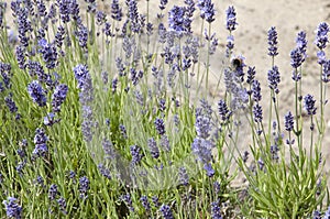 Lavender spikes in closeup with beautiful fuzzy bumblebee