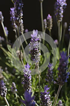 Lavender spikes in the Garden.