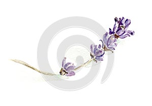 Lavender sprig