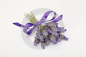 Lavender photo