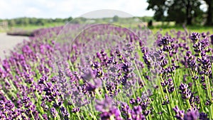 Lavender springtime depth of field