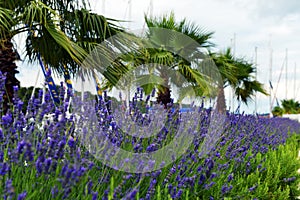 Lavender in Stari Grad on Hvar island, Croatia