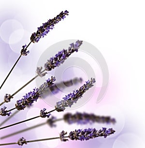 Lavender stems isolated on white