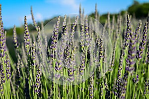 Lavender Stems on the lavender field in Vojvodina, Serbia