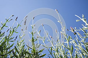 Lavender stems seen over blue sky