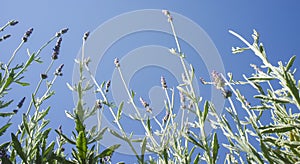 Lavender stems seen over blue sky