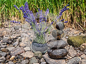 Lavender with stones on the river shore