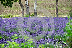 Lavender photo