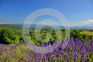 Lavender summer landscape