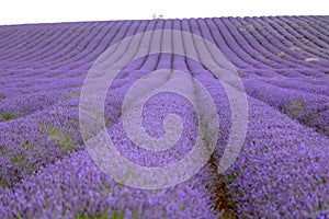 Lavender and sunflower field in Hitchin, England