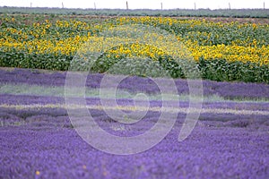 Lavender and sunflower field in Hitchin, England