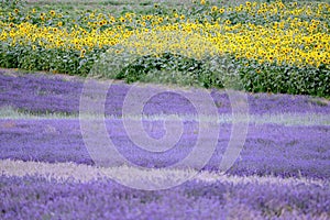 Lavender and sunflower field in Hitchin, England