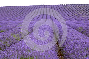 Lavender and sunflower field in Hitchin, England photo