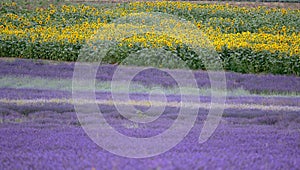 Lavender and sunflower field in Hitchin, England photo