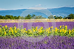 Lavender and sunflower field, Provence, France