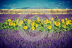 Lavender and sunflower field, Provence, France