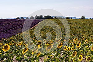 Lavender and sunflower field