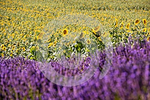 Lavender and sunflower field