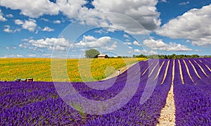 Lavender and sunflower field in Valensole. photo