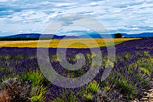 lavender and sunflower fields in bloom in provence, france