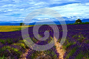 lavender and sunflower fields in bloom in provence, france