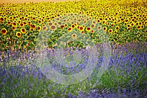 Lavender and sunflower fields in the middle of July near Valensole, France