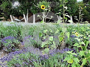 Lavender and Sunflowers with a Hammock