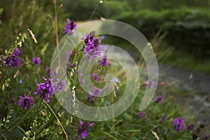 Lavender in a sunlit meadow in the countryside