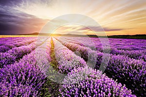 Lavender Sunrise