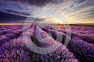 Lavendel sonnenaufgang 