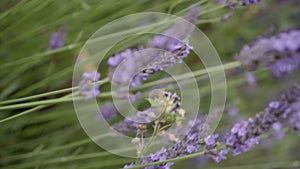 Lavender sways in the wind. Blooming Violet fragrant lavender flowers.