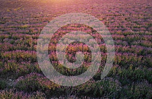 Meadow of lavender